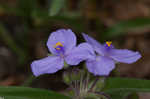 Hairy spiderwort